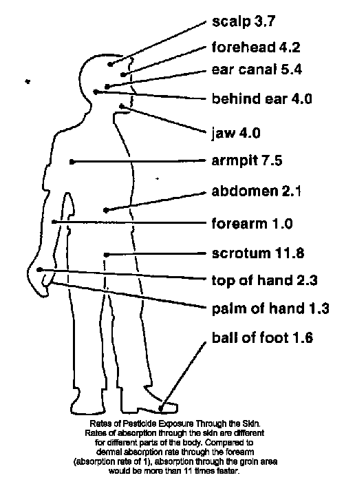 Skin Absorption Rates