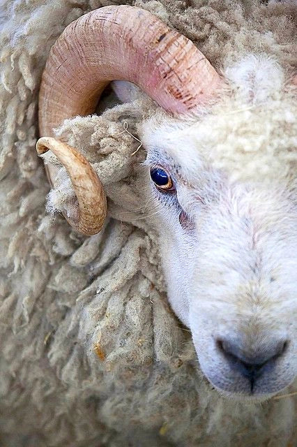 Merino wool