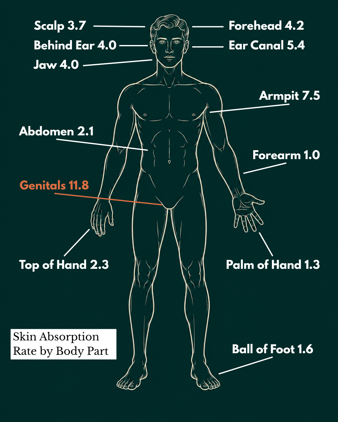 Diagram showing skin absorption of what it contacts