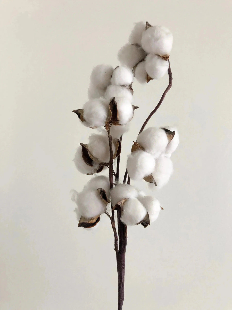 Organic cotton